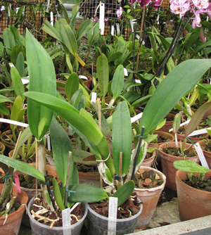 Cattleya trianae alba x coerulea.jpg
