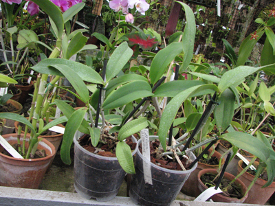 Фото орхидеи Cattleya aclandiae