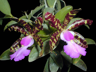Цветение орхидеи Cattleya aclandiae