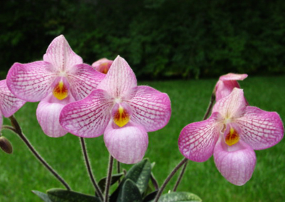 Цветение орхидеи Paphiopedilum Magic Lantern (micranthum × delenatii)