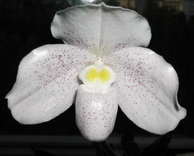 Цветение орхидеи Paphiopedilum niveum