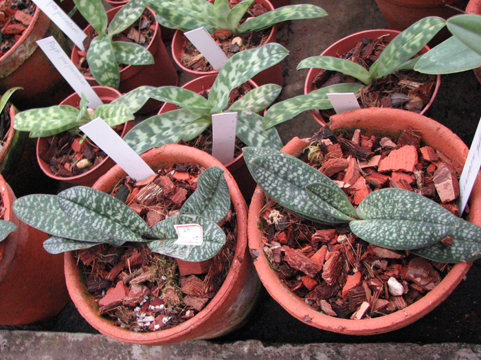 Орхидея Paphiopedilum niveum фото