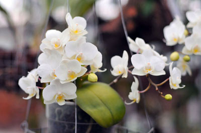 Миниатюрный белый фаленопсис