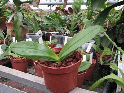 Фото орхидеи Phalaenopsis hieroglyphica