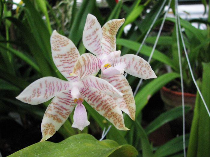 Цветение орхидеи Phalaenopsis hieroglyphica