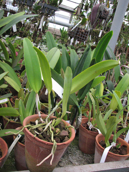 Фото орхидеи Cattleya rex