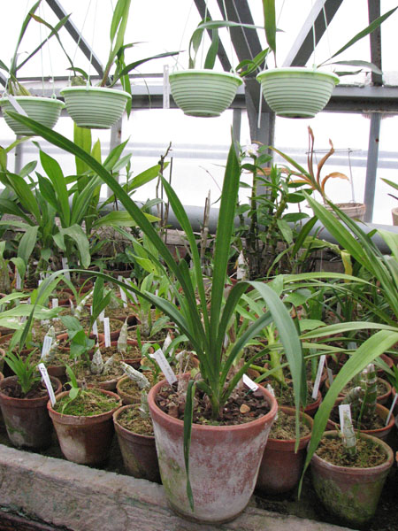 Фото орхидеи Cymbidium Hazel Fay 'Tangerine'