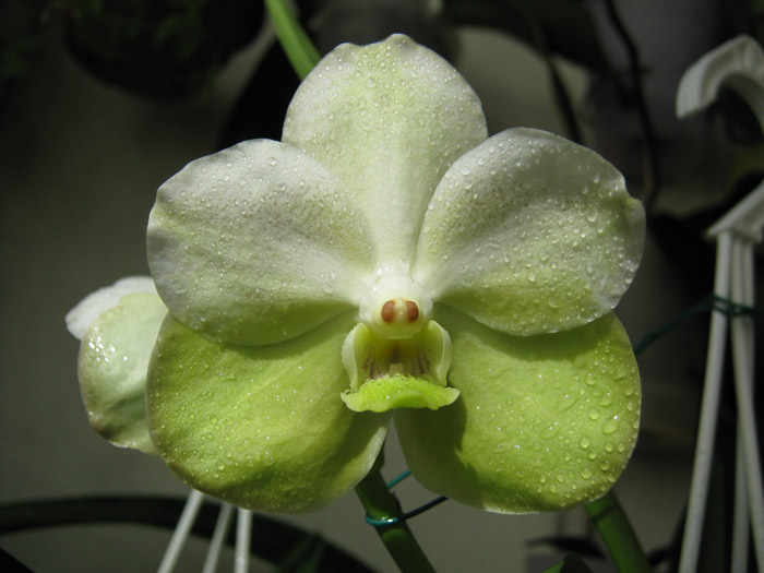 V. Rasri Gold – sanderiana, alba x Ascda. Krailerk White, 4n