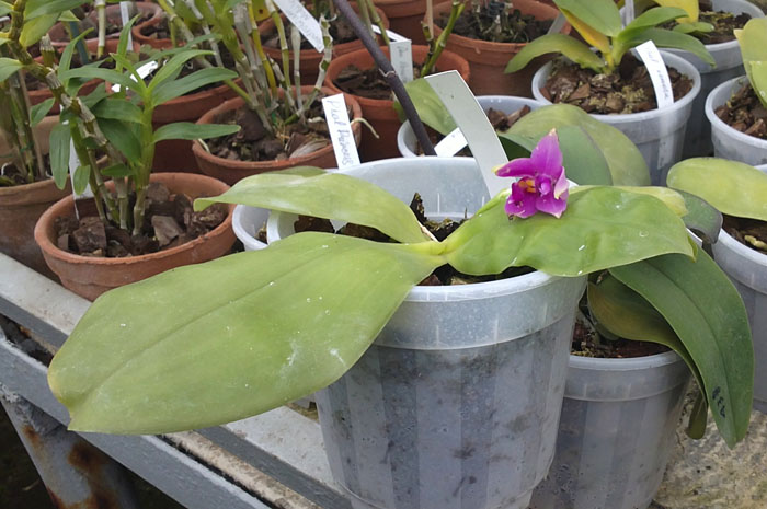 Фото орхидеи Phalaenopsis Princess Kaiulani