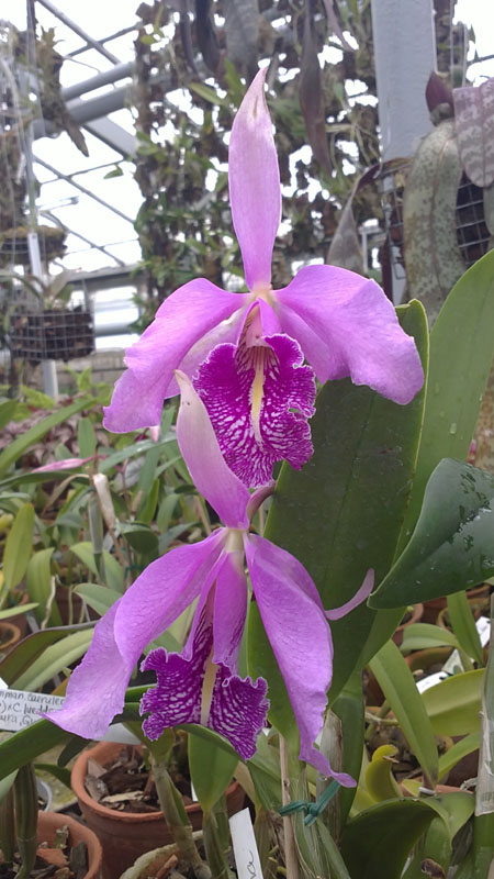 Фото орхидеи Cattleya maxima