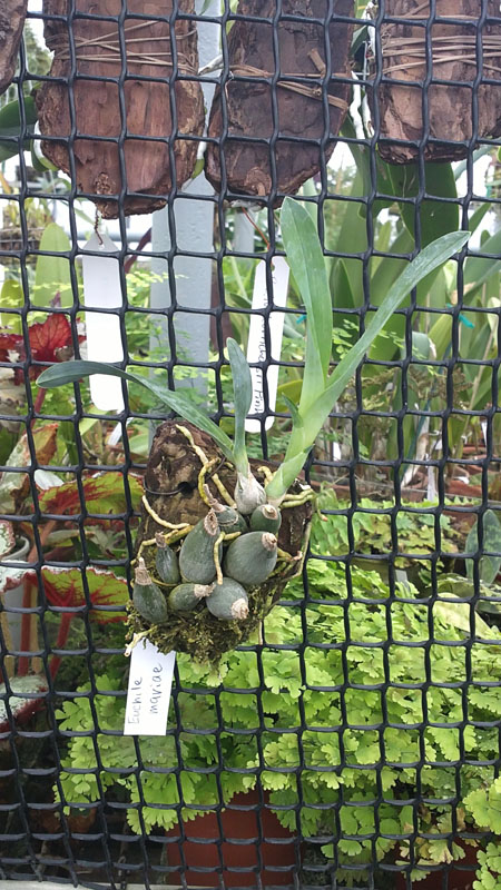 Фото орхидеи Euchile citrina