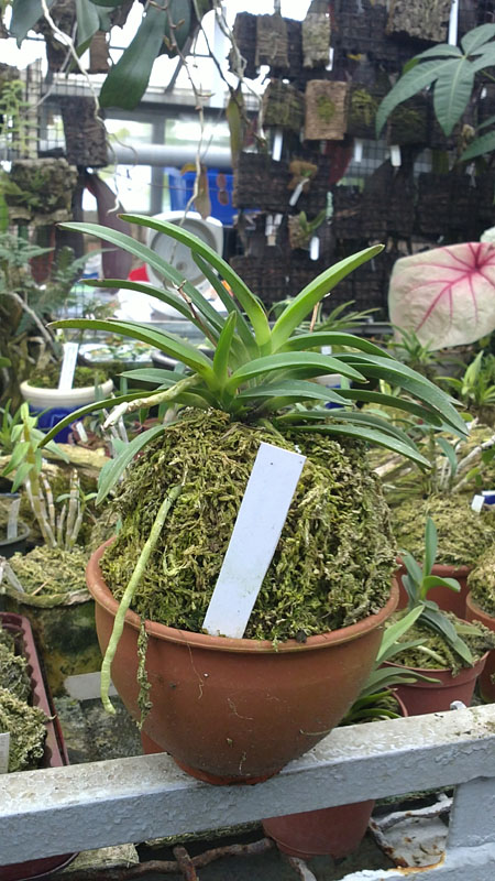 Фото орхидеи Darwinara Rainbow Stars