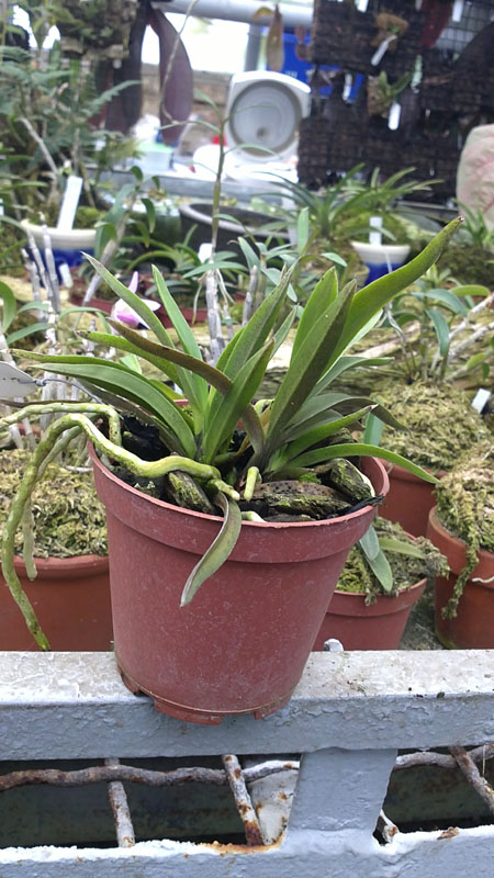 Фото орхидеи Neofinetia falcata