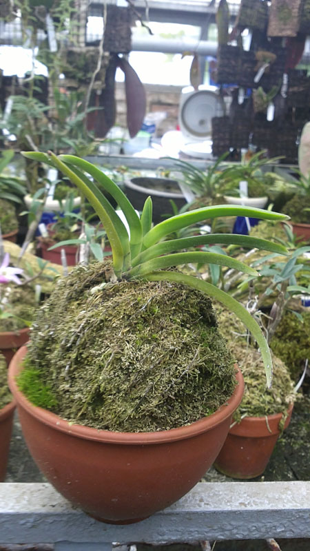 Фото орхидеи Darwinara - Neofinetia Furankohai