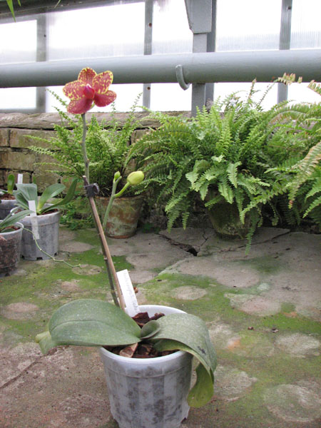 Фото орхидеи Phalaenopsis Salu Peoker 'O-1'