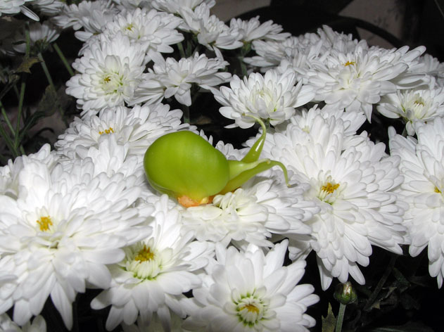 ой, хто енто?