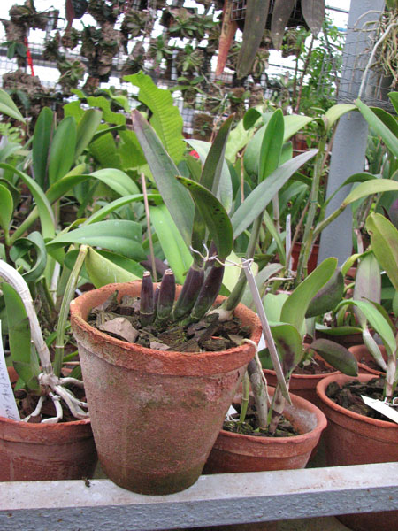 Фото орхидеи Brassavola fragans x Brassavola digbyana 176 грн