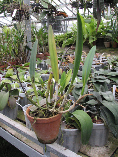 Орхидея Brassavola fragans x Brassavola digbyana 190 грн - с чехлом