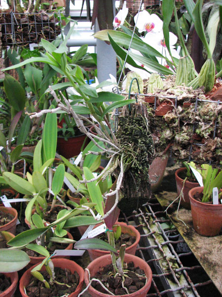 Фото орхидеи Dendrobium unicum