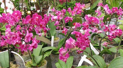 Цветущие орхидеи Doritaenopsis Sogo Yenlin 'Coffee'