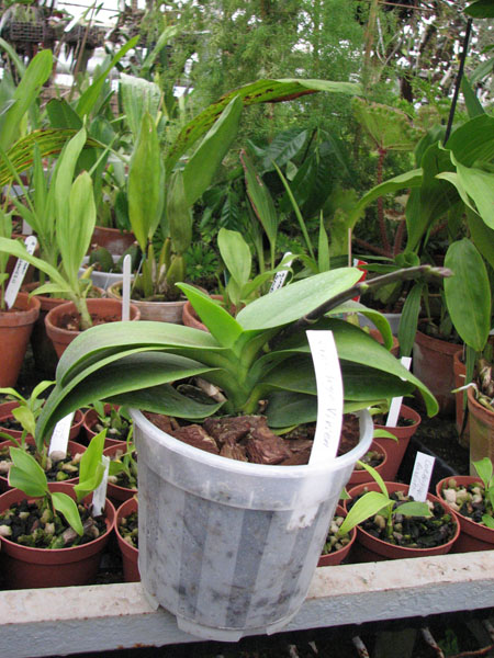 Фото орхидеи Doritaenopsis Sogo Vivien