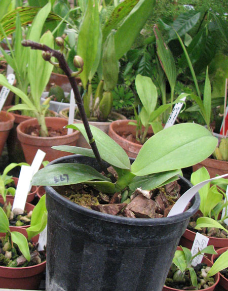 Фото орхидеи Doritaenopsis Sogo Berry