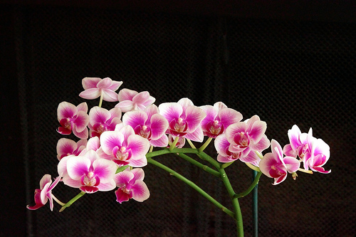 Как цветет орхидея Doritaenopsis Sogo Berry