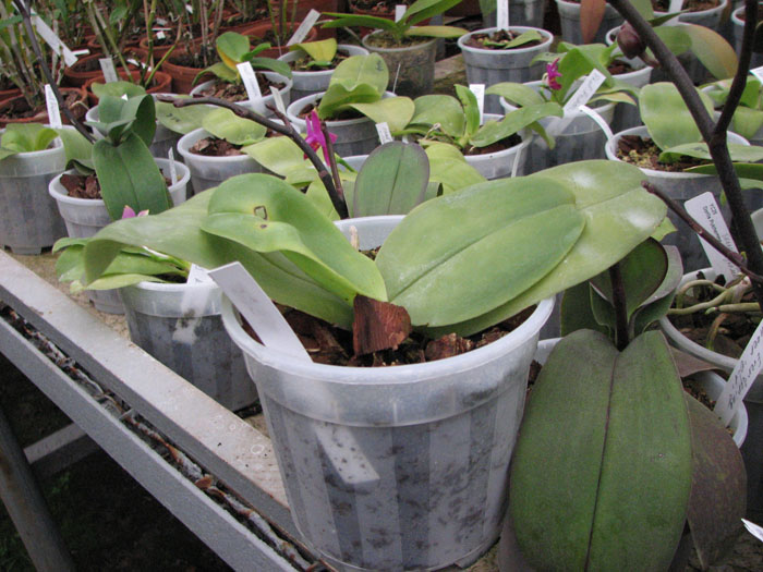 Фото орхидеи Phalaenopsis bellina