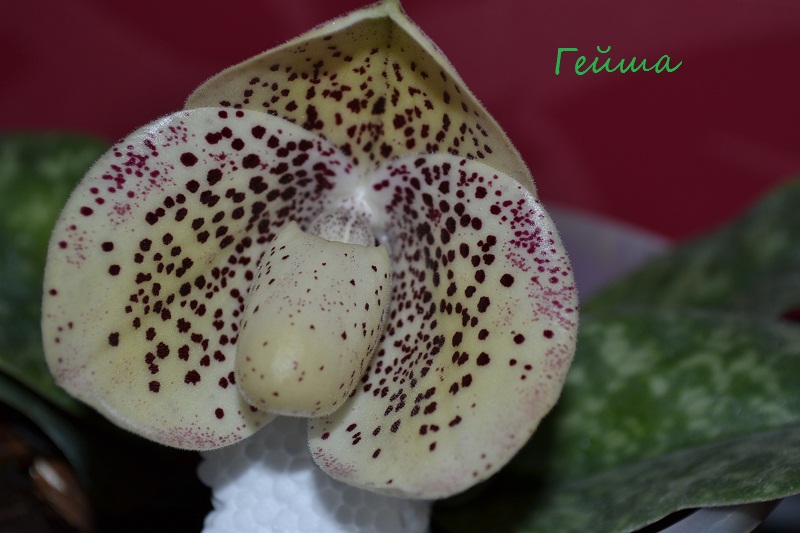 paphiopedilum bellatulum
