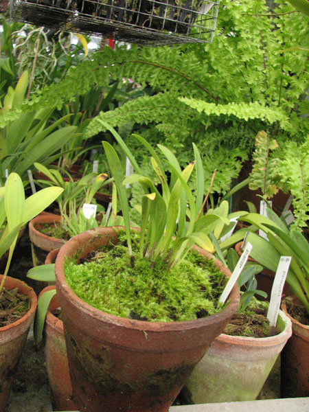 Фото орхидеи dracula sodiroi