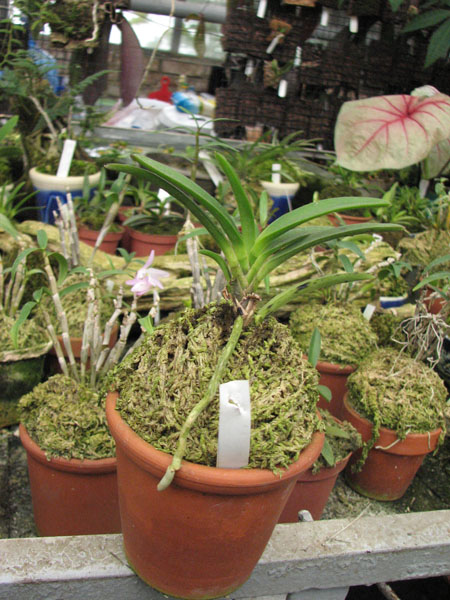 Фото орхидеи Darwinara Rainbow Stars