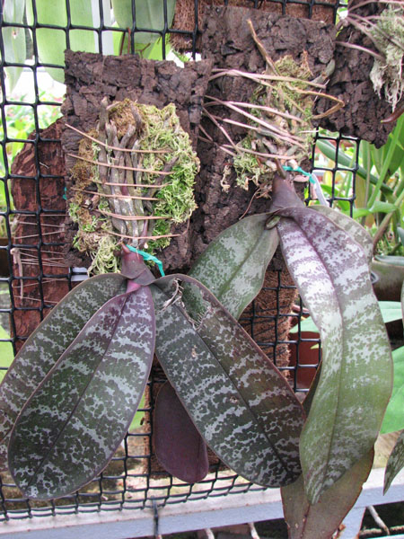 Фото орхидеи Phalaenopsis schilleriana