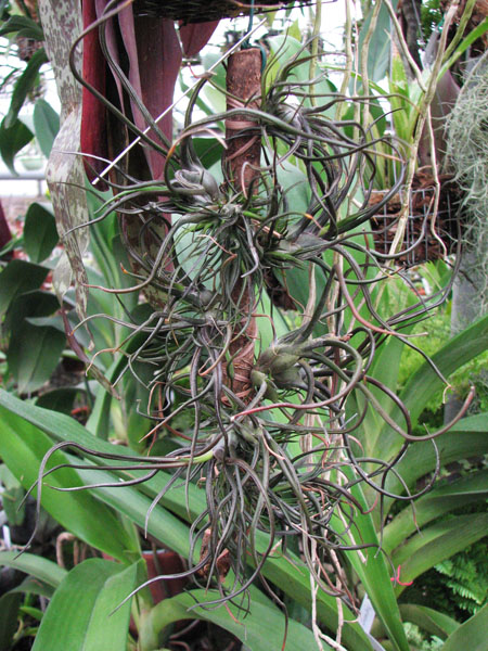 Фото Tillandsia bulbosa