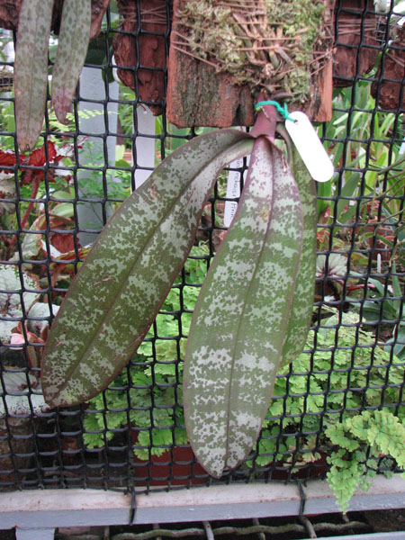 Фото орхидеи Phalaenopsis stuartiana с цветоносами