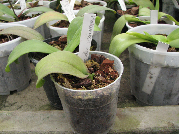 Фото орхидеи Phalaenopsis Sogo Grape 'YN'