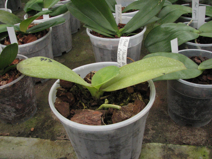 Фото орхидеи Phalaenopsis Stone Morning x Sogo Grape