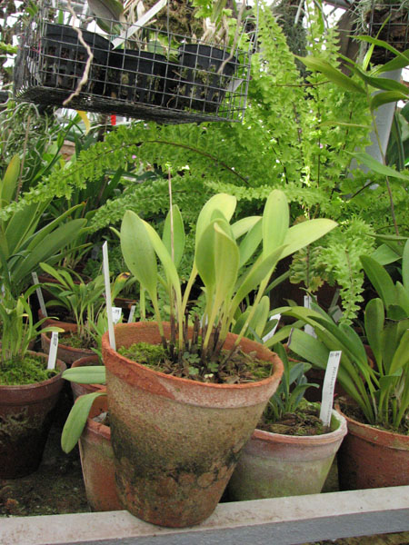 Фото орхидеи Masdevallia ariasii