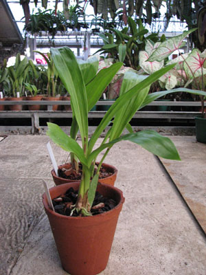 Фото орхидеи Zygopetalum Rhein Harlequin 'Cappuccino'