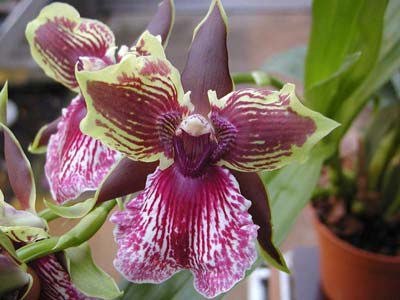 Как цветет орхидея Zygopetalum Rhein Harlequin 'Cappuccino'