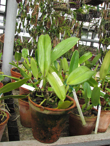 Фото орхидеи Cattleya trianae amesiana A x Cattleya trianae amesiana B