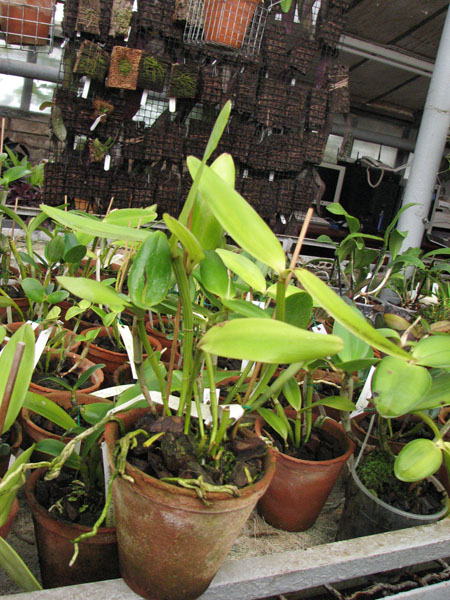Фото орхидеи Cattleya loddigesii Coerulensis x Sib