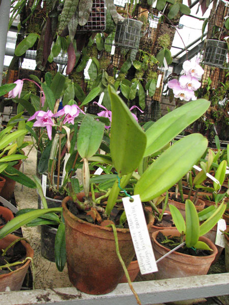 Фото орхидеи Cattleya trianae alba x coerulea