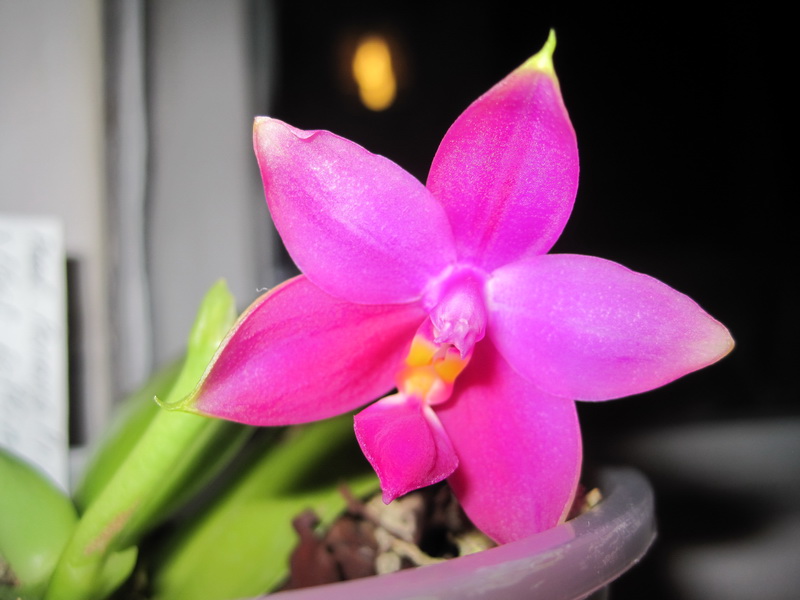 P.Penang Princess x bellina