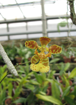 Цветок орхидеи Oncidium limminghei