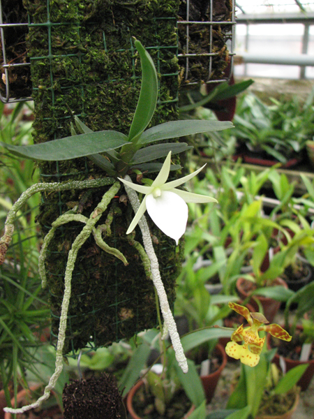 Фото орхидеи Angraecum rutenbergianum