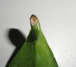 DSC00626 (600 x 450).jpg