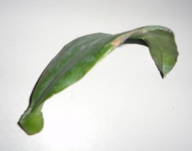 DSC00627 (600 x 450).jpg