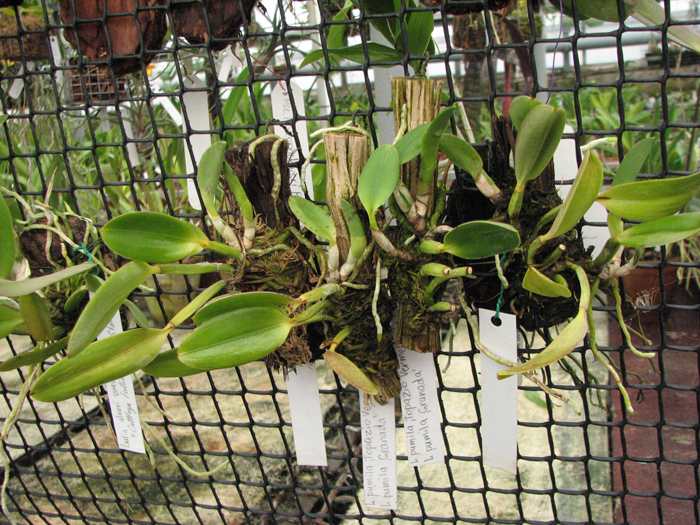Фото орхидеи laelia pumila 'Topázio Vermelho' (Z-71) x Laelia pumila 'Granada'