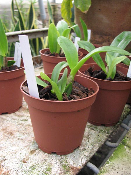 Фото орхидеи Cattleya Sea Breeze 'Fellraths Pride'
