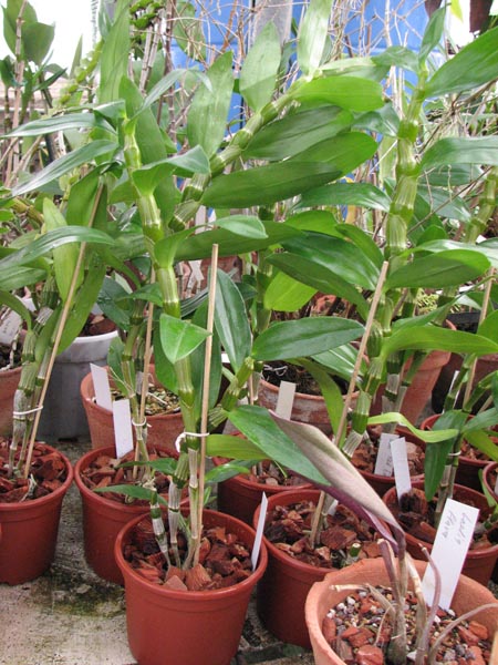 Фото орхидеи Dendrobium Red Emperor 148 грн